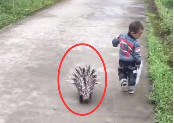 小男孩|小孩子被欺负后,召唤“神兽”去报仇,网友:惹不起呀!