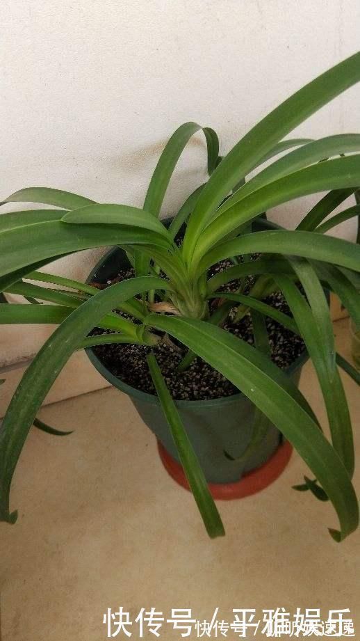 浇水|这花被误认为“蓝色君子兰”,开花特漂亮,一根枝能开50朵花