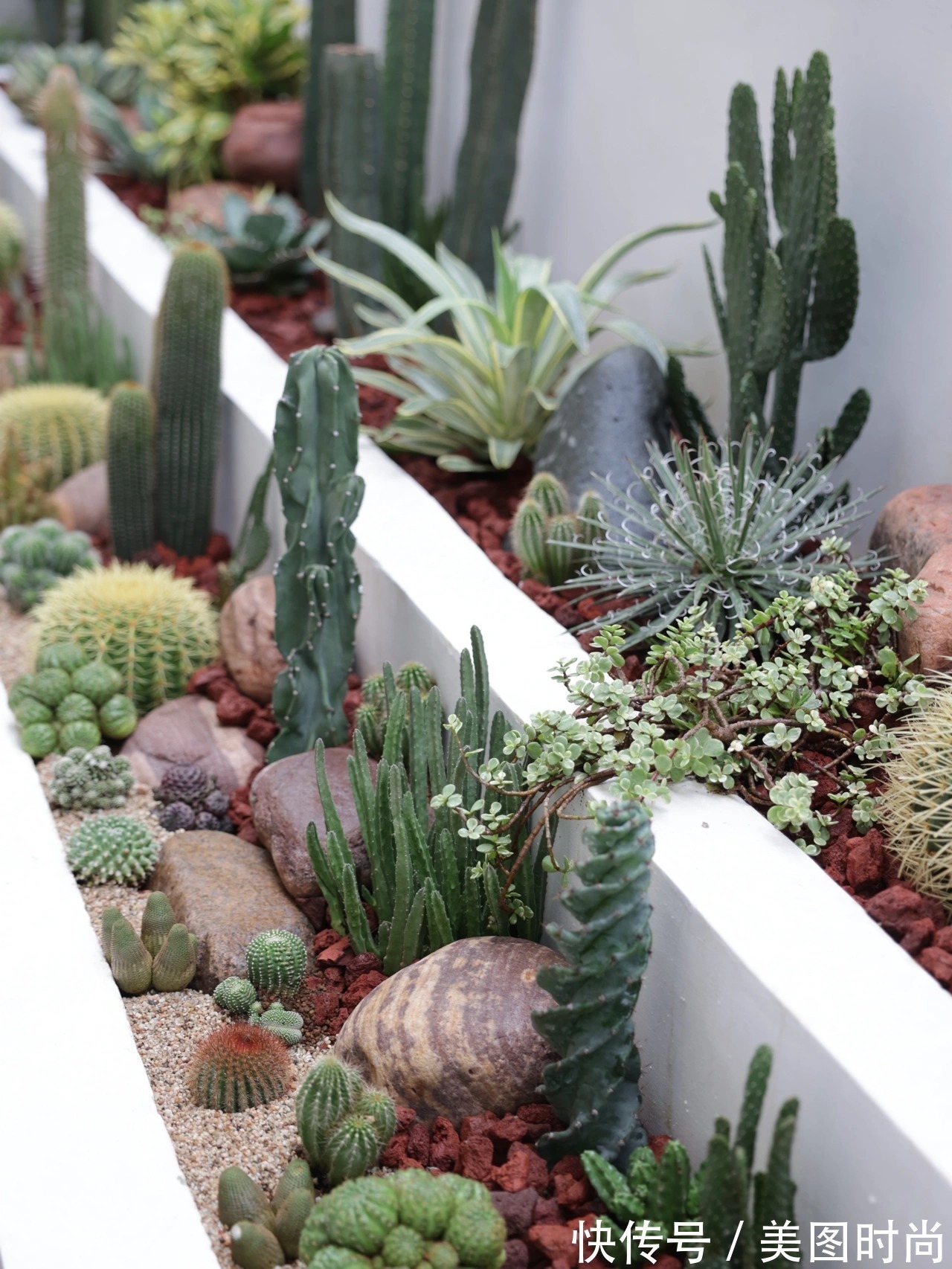 预算8万,改造170㎡别墅“沙漠植物懒人花园”,太好看了