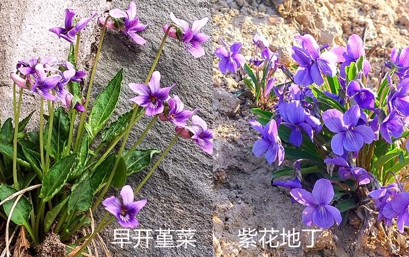 这7对“双胞胎”野菜，很多人傻傻分不清，你认识哪几种？