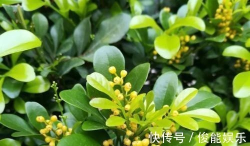 管理|4种漂亮花，一样的喜好，同时管理不要偏心，开出小花园！