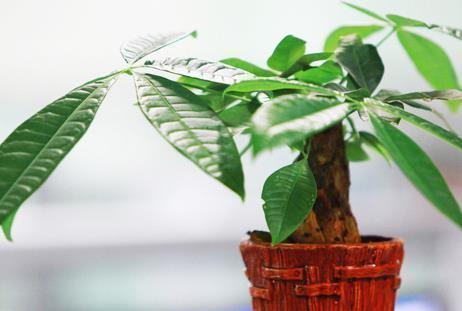 氮肥|养花“磷钾肥”不用再买了,轻松自制效果强,养啥都能轻松爆满盆