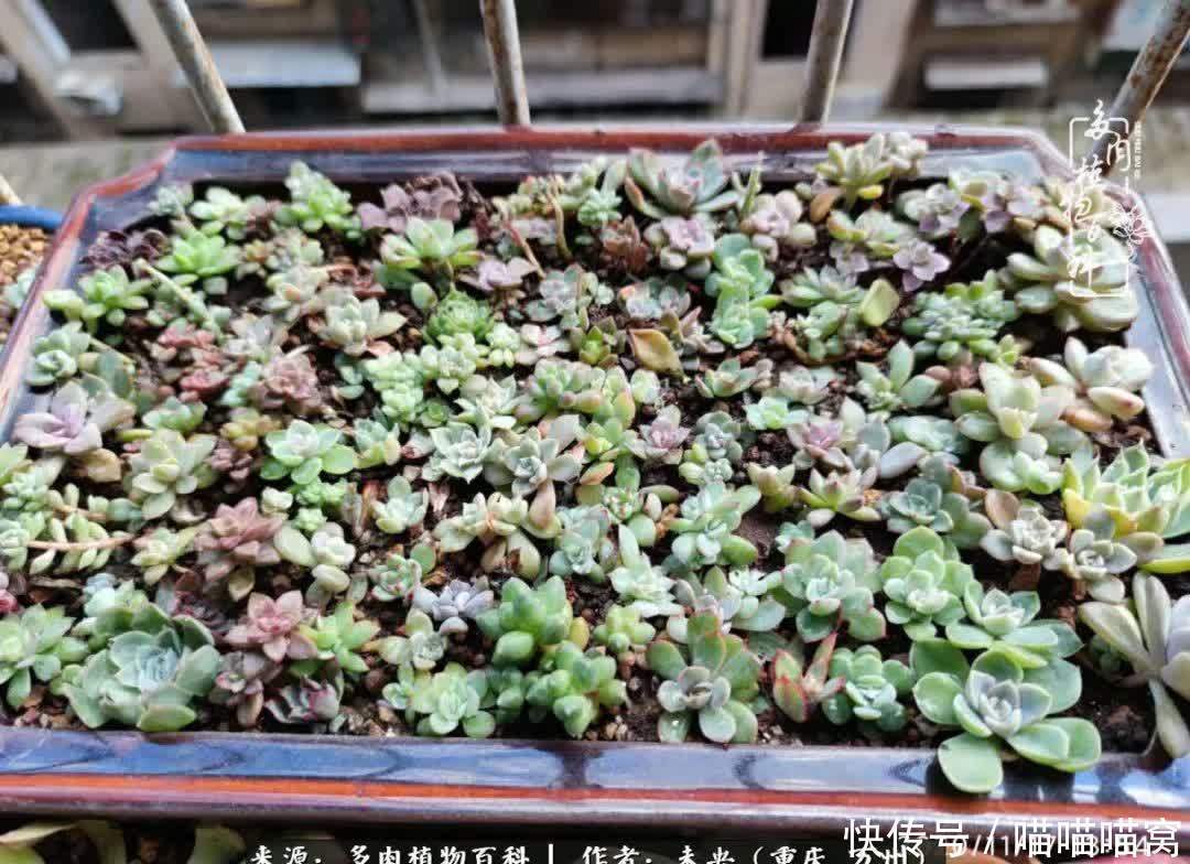 养肉多年，从未出坑过！养多肉是我最喜欢最坚持的爱好！