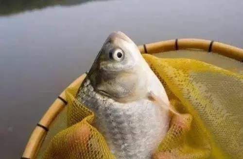 麝香液|秋季肥板鲫鱼就该这么钓,下竿就中鱼、爆护多多!