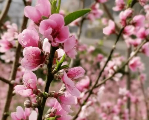 云南普洱：初春赏花好地方