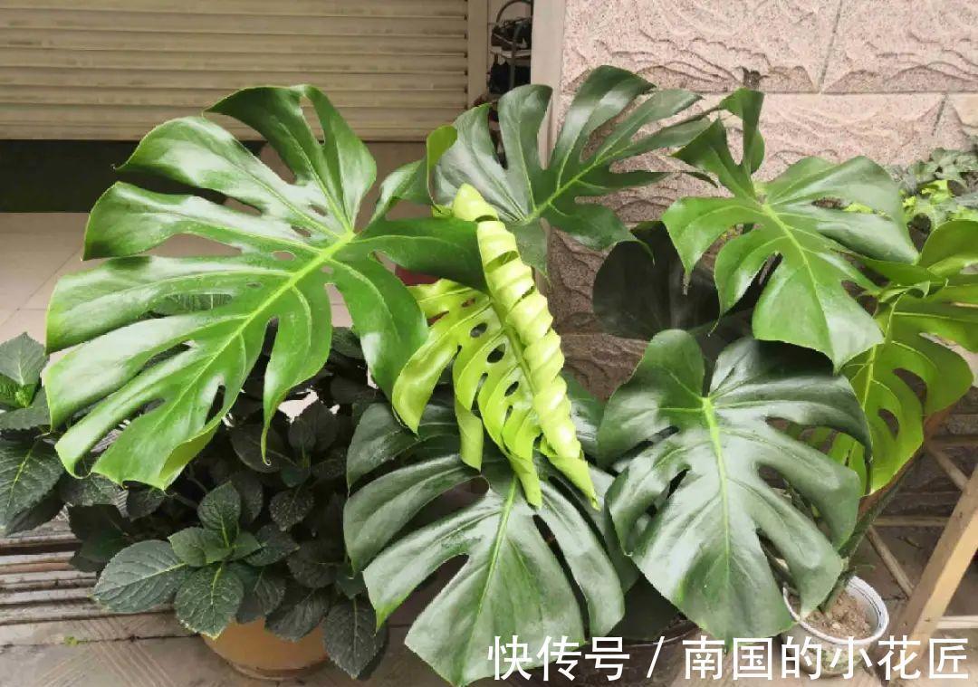 叶片|夏天怕晒的花，赶紧搬到阴凉地儿，再晒成枯杆了