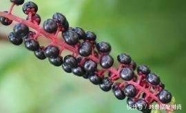 消肿止痛|农村有种野草,常被农村娃当成指甲油,却少有人知