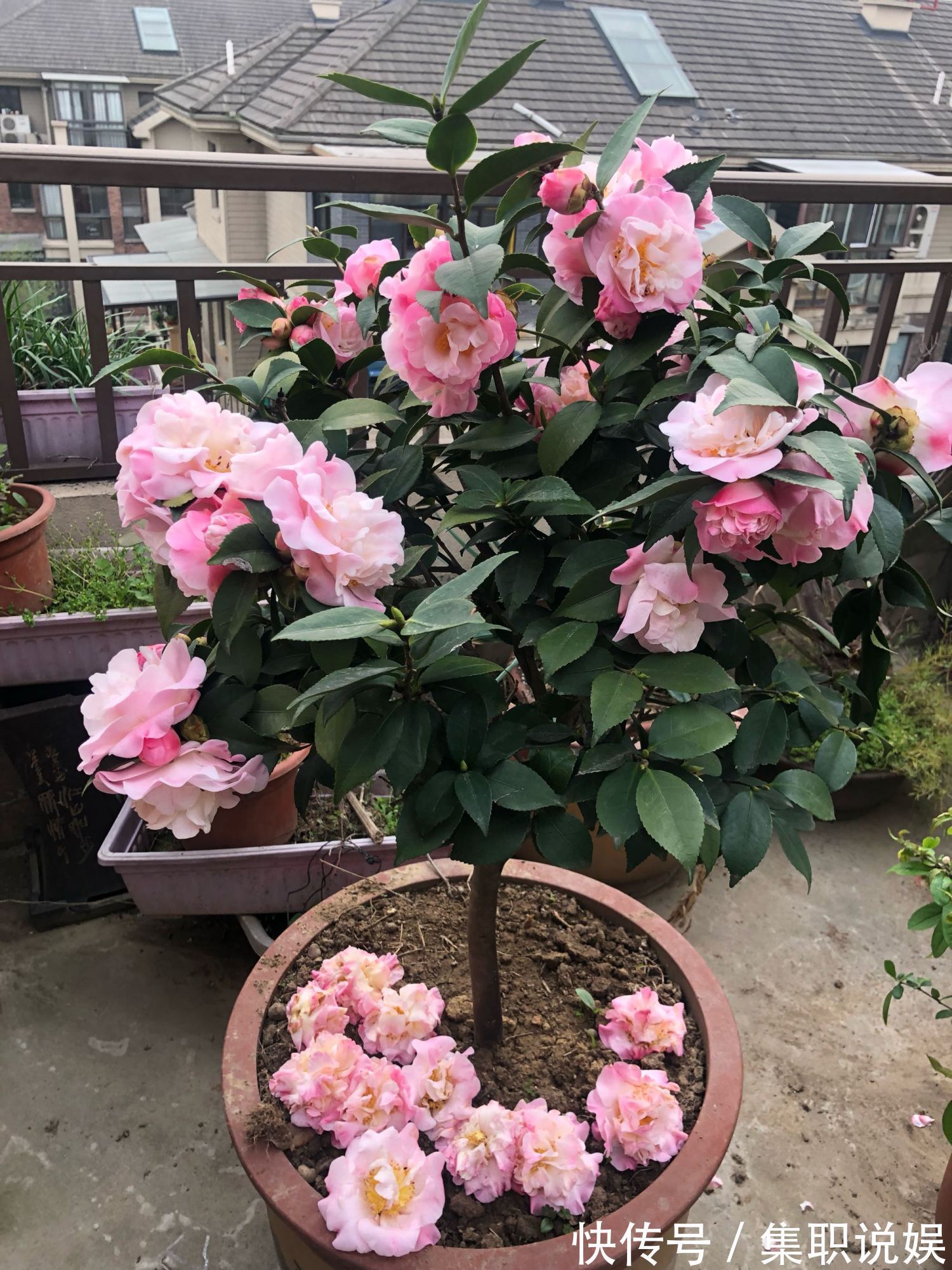 最好养的山茶花，花期长，香气浓郁，南方北方都能养，适合新手