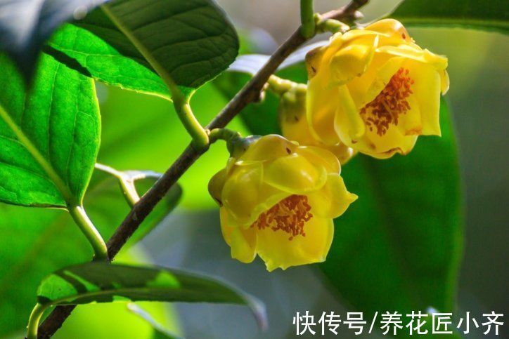 栽培|10种花中“贵货”太好看,打工仔“不舍得”买,等有钱要买一盆