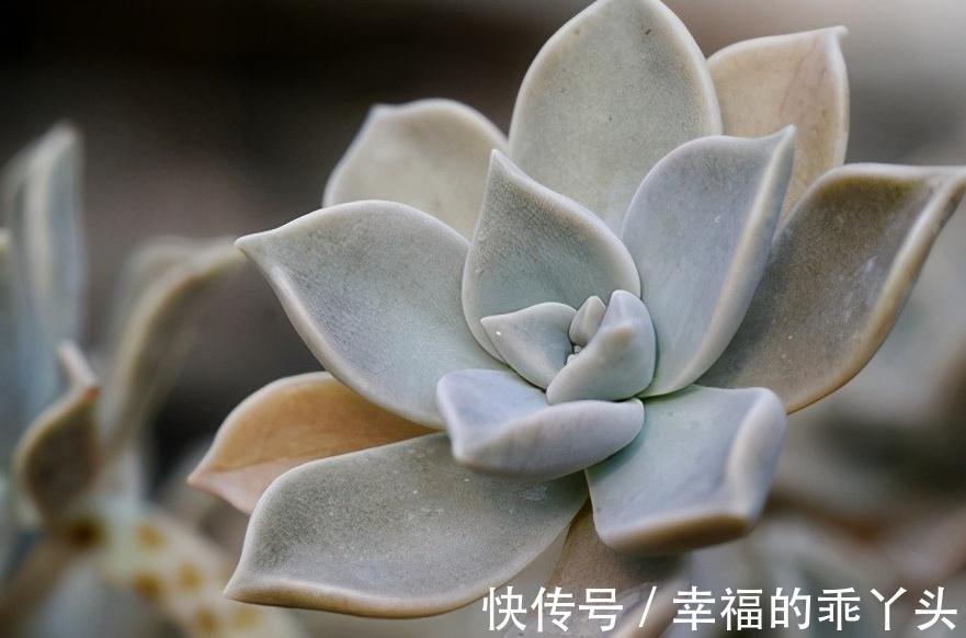 胧月，新手也可养成老桩的多肉，皮实又好养