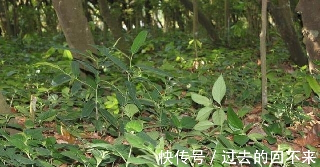 捆仙绳|这种野草被叫做“捆仙绳”,不仅能炖肉煲汤,还能祛湿凉血