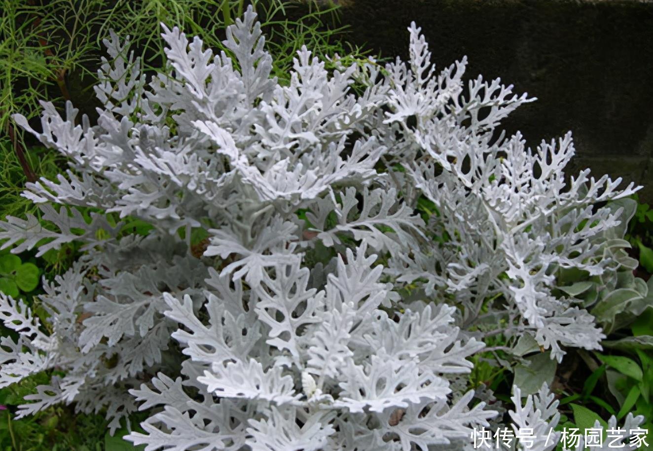 圣诞节|圣诞节快到了,高冷气质的银叶菊养起来,高冷的气质非常有品质