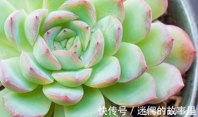多肉植物有1个“症状”，说明需要施肥或者换盆，否则等着僵苗吧！