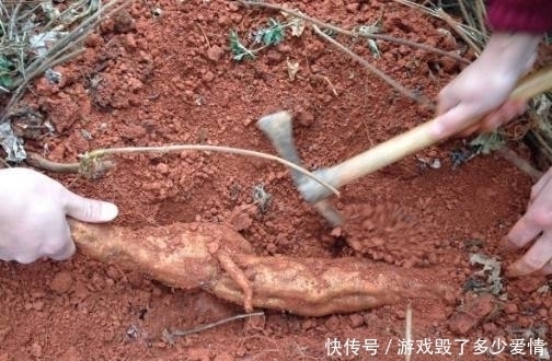 树根|大山里藏着的这种“树根”，有着“千年人参”的美誉，能调节血糖