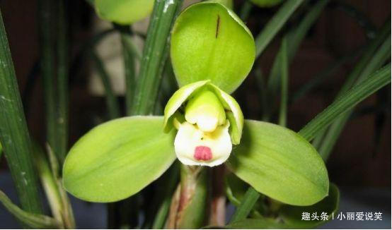 生活环境|“老来得福”的3生肖女,前半生为丈夫还债,后半生被丈夫宠坏