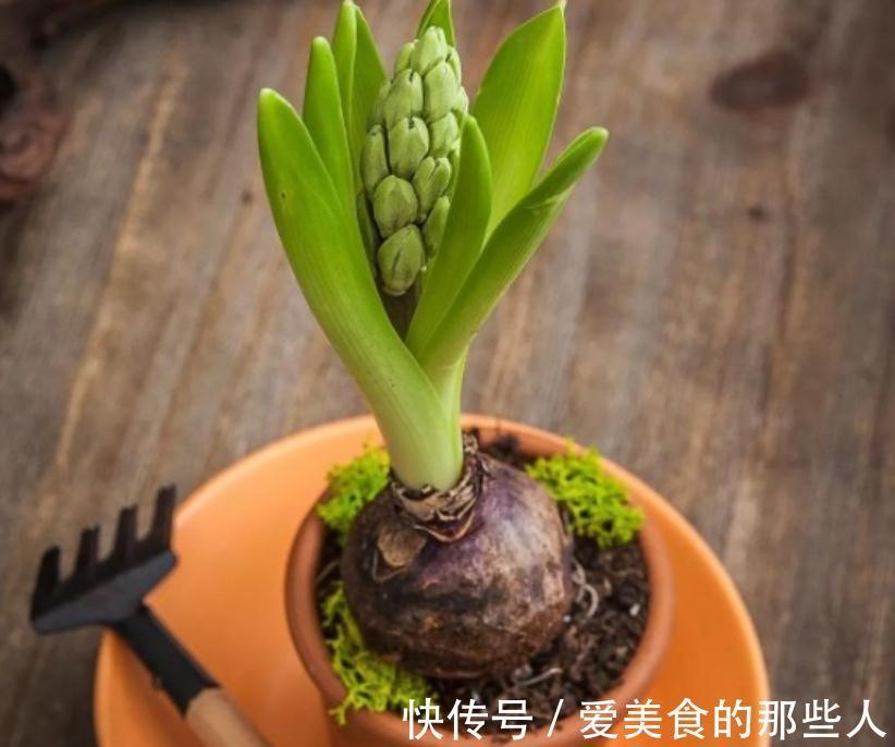 家庭园艺:栽种1盆风信子,需要具备什么条件才能花开锦绣?