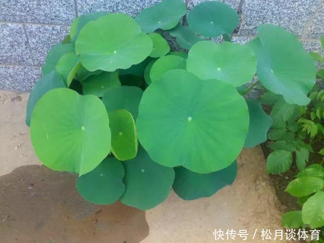 老太太买花“被骗”，碗莲变“菜莲”，因祸得福，3年挖出一缸藕