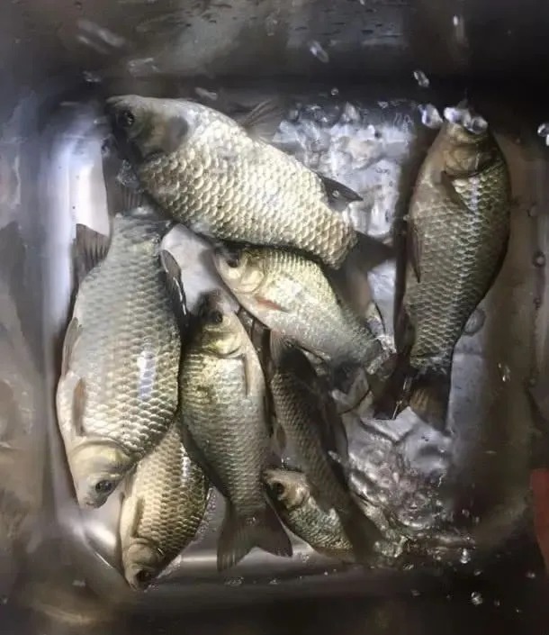 自从学会这几个冬钓“妙招”,冬天比夏天钓得还多,而且还大