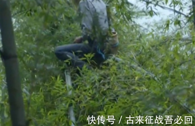 技艺|竹海飞人8岁爬竹子,年过半百仍在竹上行走,今无人传承境地尴尬