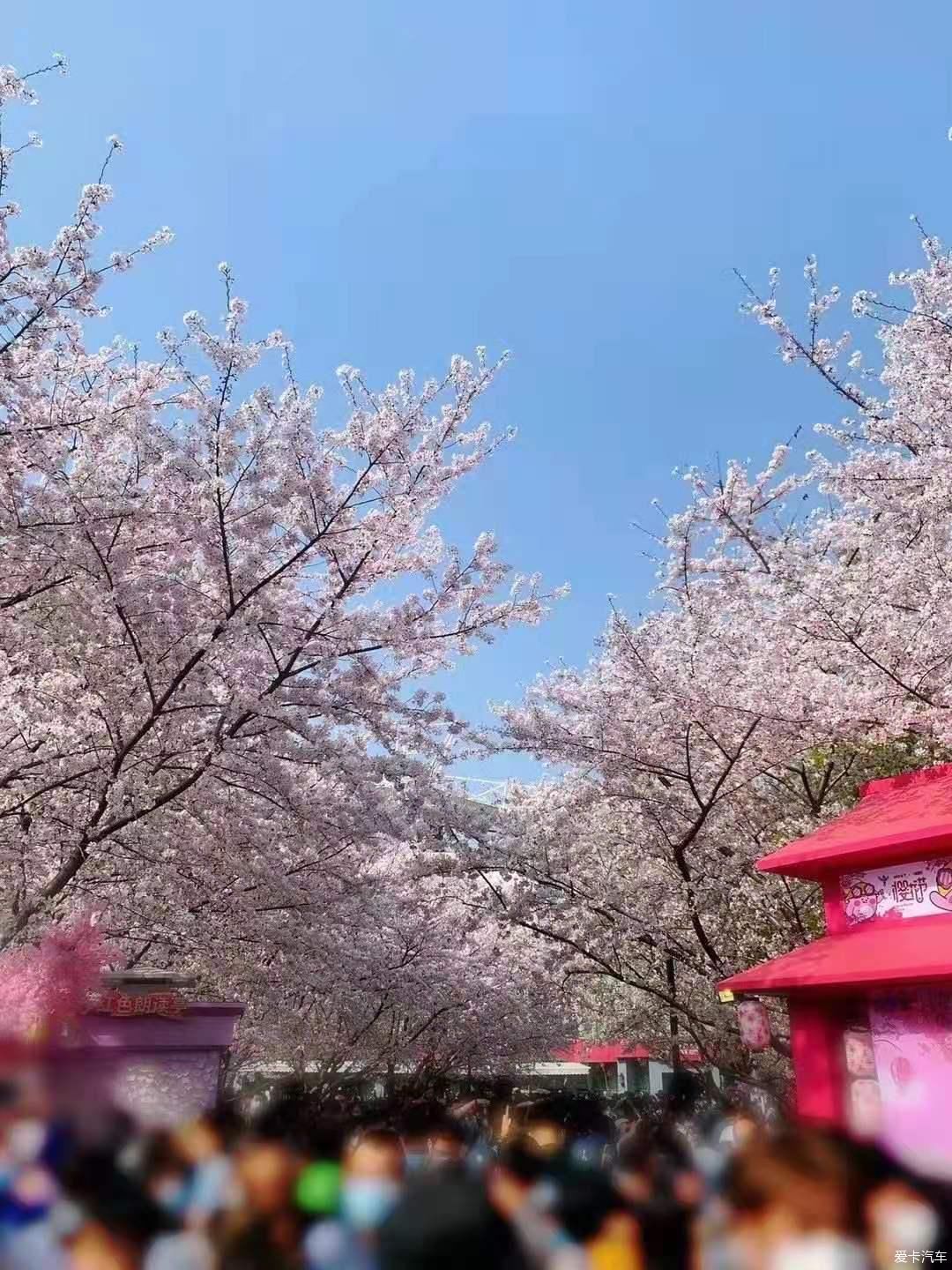 樱花飘散，朝开夕凋