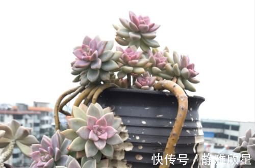 紫雾和淡雪不是同一种多肉，但它们都是胧月的孩子，而且非常好养