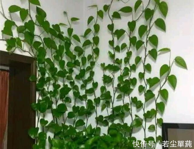 绿萝“喝点”葡萄酒,叶片巴掌大,枝条爬满墙,垂下来当瀑布