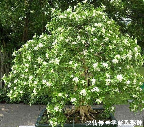 净化|不是我吹,此花我国最香,净化空气效果是绿萝10倍,落土里就活!