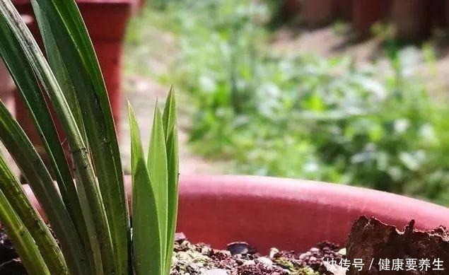 兰花新芽最怕什么兰友就是这四害！