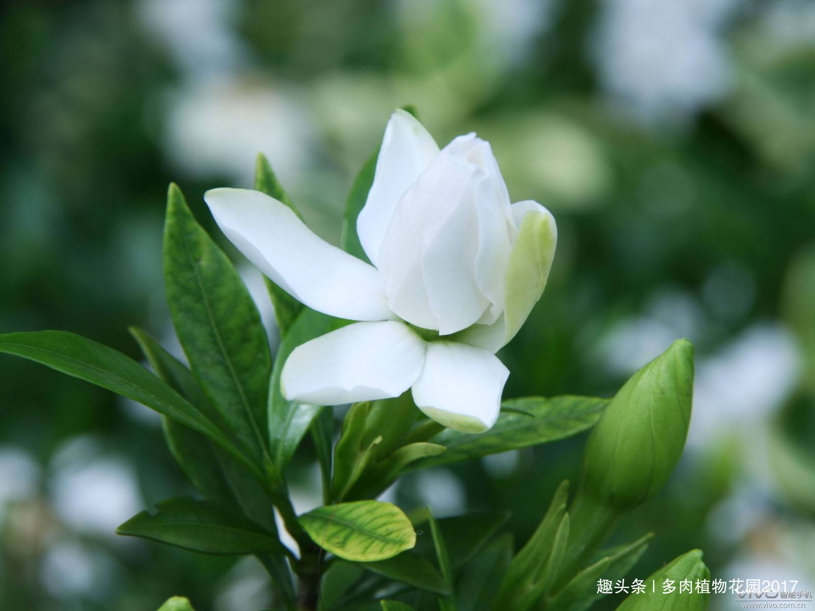 养护栀子花不能用这种土壤，要不然养一盆死掉一盆