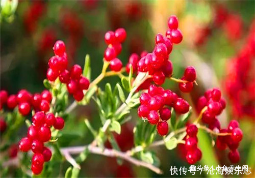 白刺果|女性不要太節儉,多吃4種食物,排出毒素,補血益氣,保護心血管