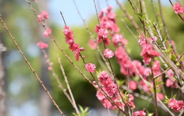 老年|禾雀花开，成林成片！我们实地为你做好赏花攻略了……