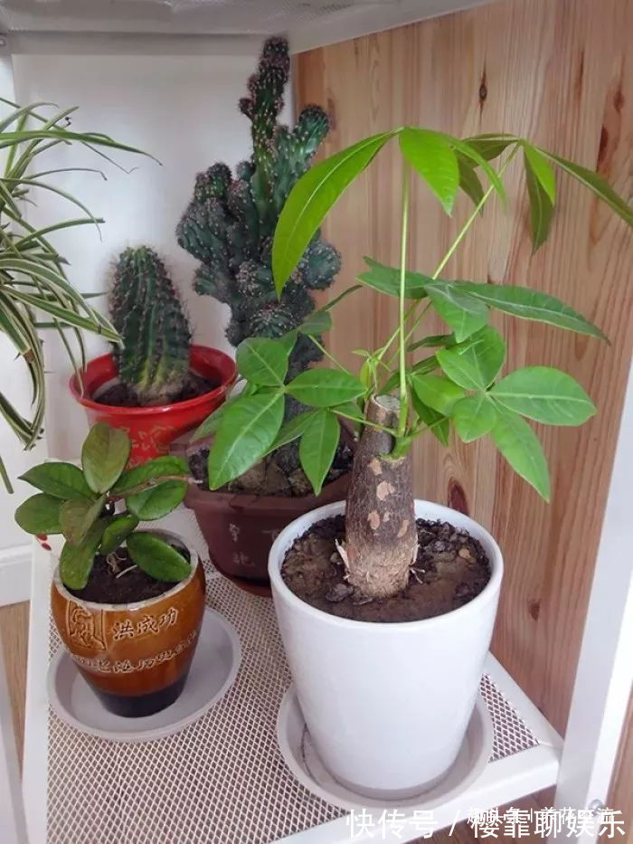 发财树|家里几种特耐旱的植物，整个冬天不用浇水也能存活