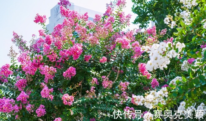 烂漫|想养花树没头绪?这三种花树,是公认的口碑好还“上档次”