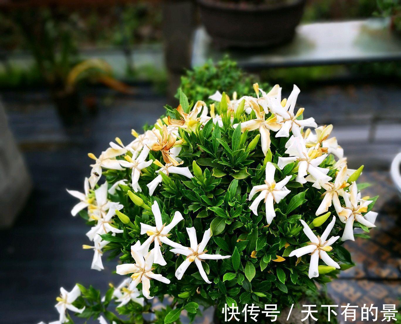 光照|栀子花的新芽和嫩叶焦枯变黑怎么办?借助植物调节剂