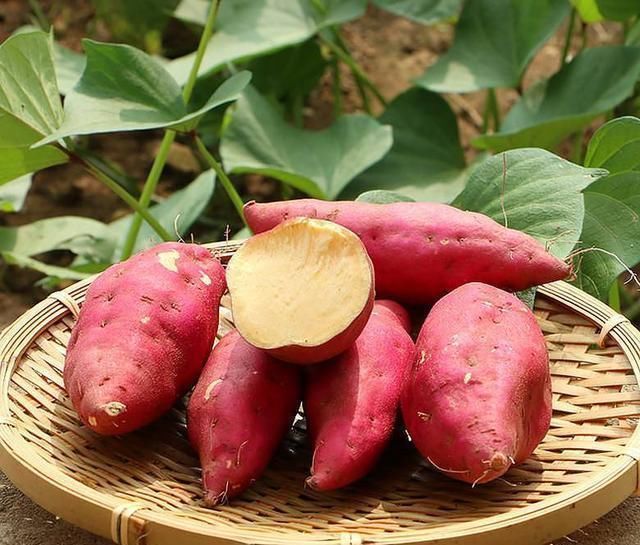 吃红薯也有禁忌,这个时间段尽量不要吃,看看你吃对了吗?