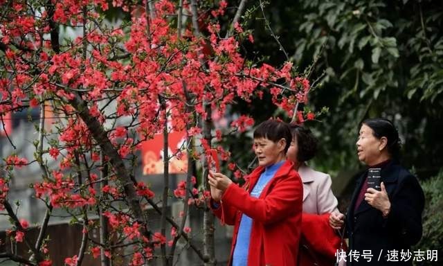 中年|满园春色关不住！绵竹的“花花世界”已美成这样