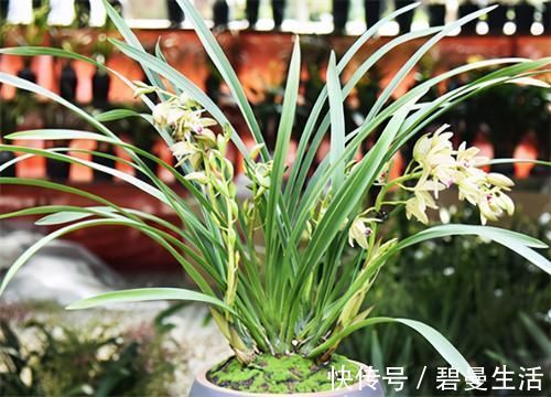 兰花|冬天养兰花,要正确浇水,小心伤了“根本”,花期不开花