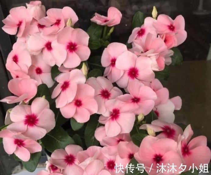 4种花很漂亮,好养易活能爆盆,比绿萝好养,花开不断怒放全年