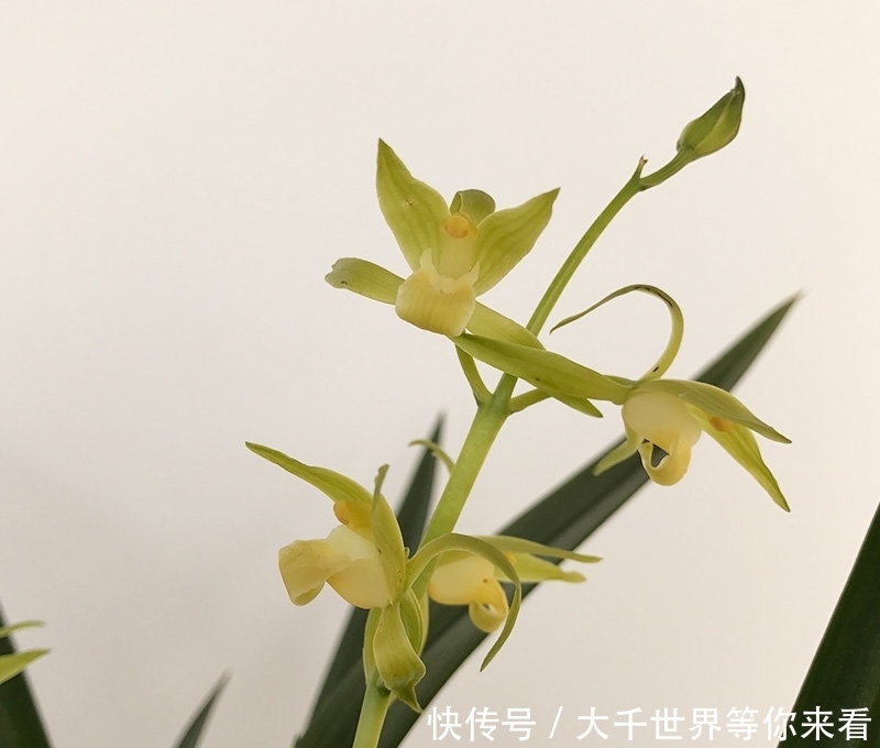 养护春蕙兰,这几点做不到,小心消苞