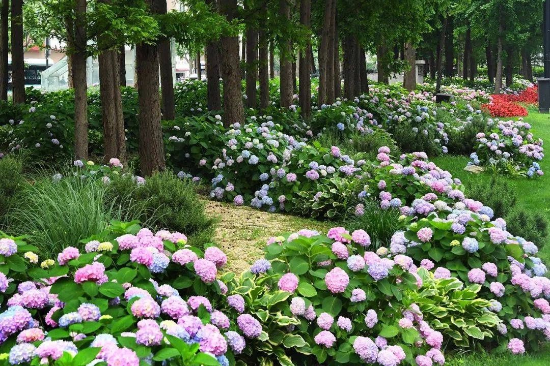 马卡龙|绣球繁花尽绽放 徐汇街头觅“清新”