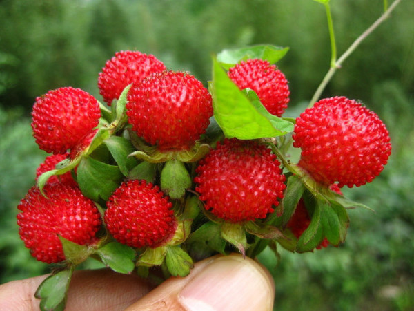 草莓|农村有一种野果像草莓，都说有毒，却不知它是名贵中药