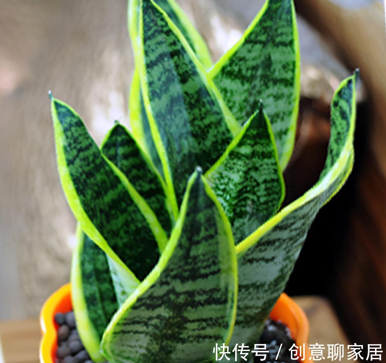 好处|植物“补光”好处很多,如何科学合理为植物补光呢?