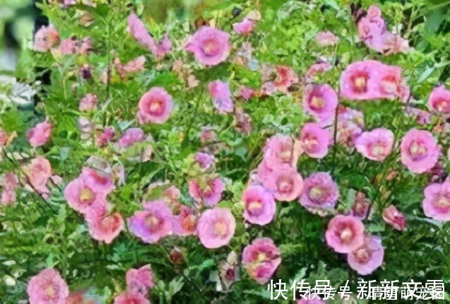 不怕太阳晒的4种“香水花”,越晒越开花,香味越浓!