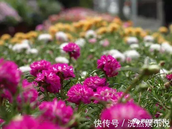 孕蕾|5种花爱晒太阳,越晒花越多,很快就能爆盆!