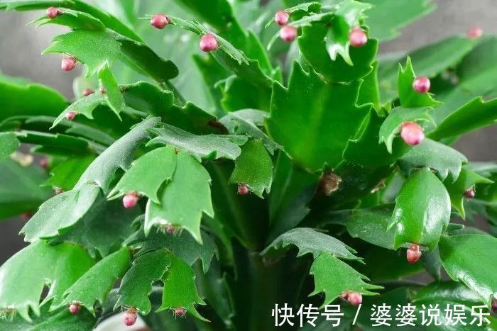 蟹爪兰简单扦插出几十盆，今后随便养，烂掉几棵也有底气