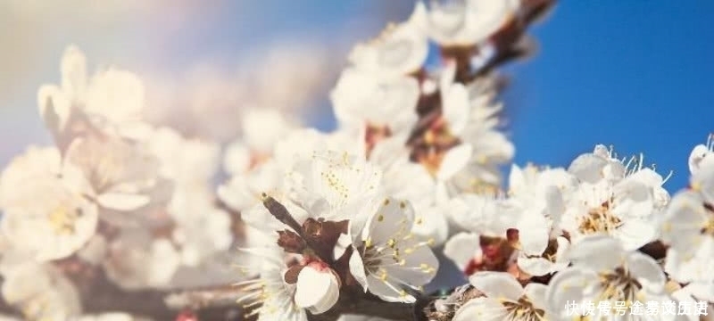 经典|王安石这首诗被严重低估了,第一句就令人惊艳,最后两句更是经典