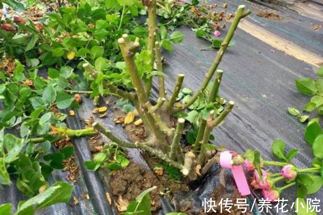 3种花要休眠，抓紧补上一次“冬肥”，春天新芽长得旺