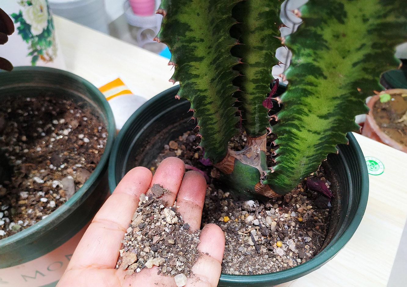 10种“吉利花”,“穷养”才能长大,越挤越壮实,越大越“旺家”