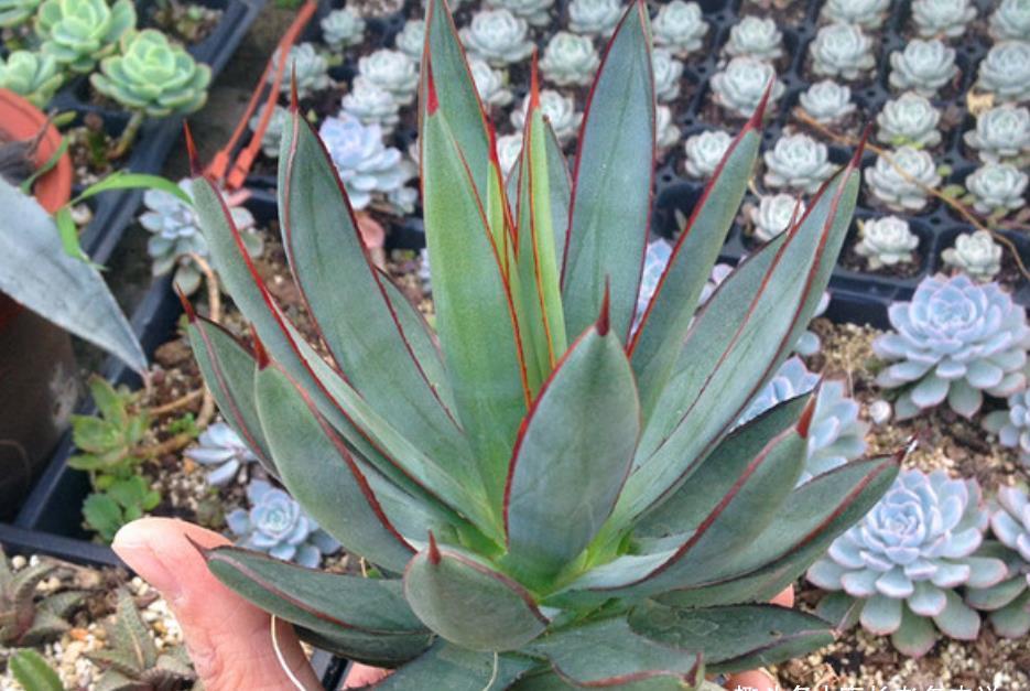 种类|这些种类的多肉适合用有一定高度的盆来栽种,大家不要选错花盆了