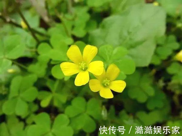 养花杀手养啥养不活这些花寓意好、皮实好养活,附养花技巧!